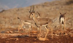 Gazella Gazella - Dağ Ceylanı; Nesli Tükeniyordu, Türkiye'de Çoğalıyor