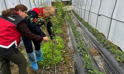 Zonguldak’ta Tarımda Subtropikal Üretim Hamlesi