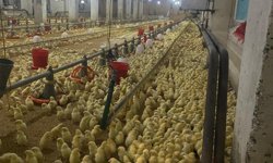 Üretici, Girdi Maliyetleri Altında Eziliyor"