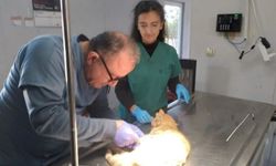 Veteriner Kliniği Kapatılacak mı? Zonguldak Belediyesi'nden Açıklama!