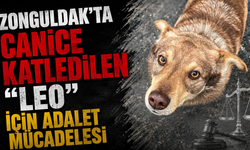 ZONGULDAK’TA CANİCE KATLEDİLEN "LEO" İÇİN ADALET MÜCADELESİ
