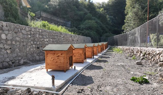 Ereğli'de Sokak Hayvanları İçin Hummalı Çalışma