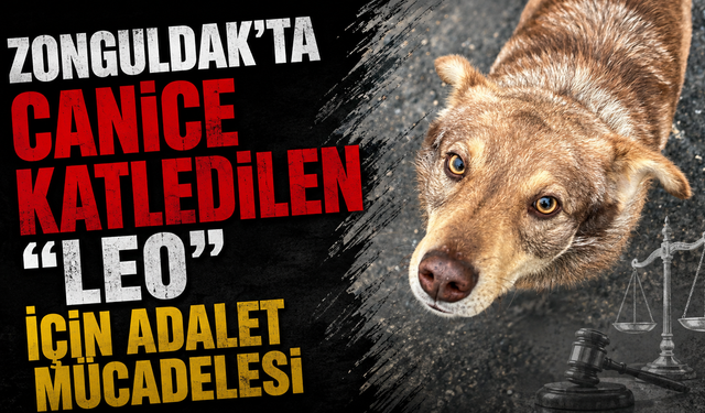 ZONGULDAK’TA CANİCE KATLEDİLEN "LEO" İÇİN ADALET MÜCADELESİ