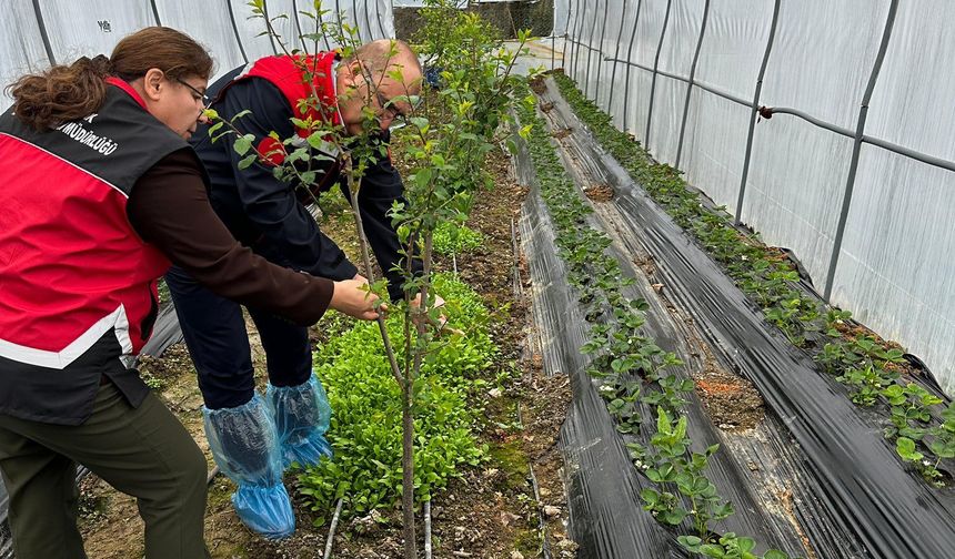 Zonguldak’ta Tarımda Subtropikal Üretim Hamlesi