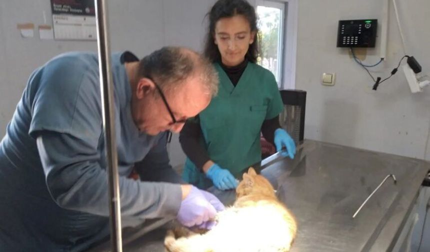 Veteriner Kliniği Kapatılacak mı? Zonguldak Belediyesi'nden Açıklama!