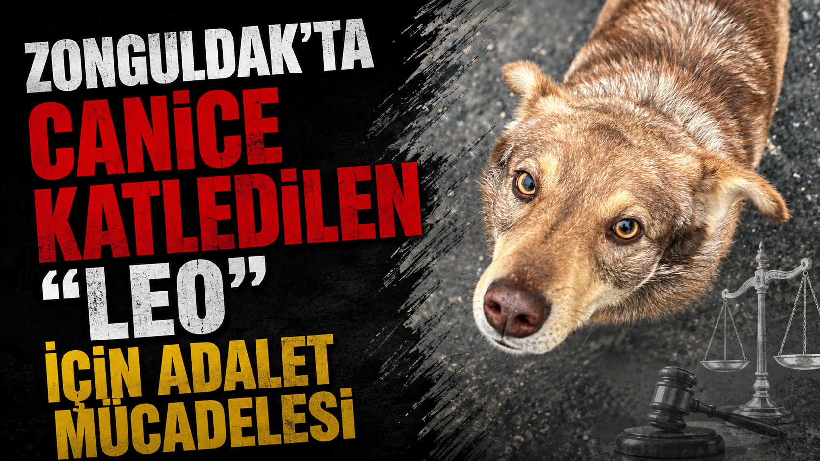 ZONGULDAK’TA CANİCE KATLEDİLEN "LEO" İÇİN ADALET MÜCADELESİ
